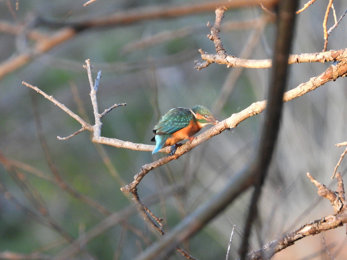 isfugl - ML646789121