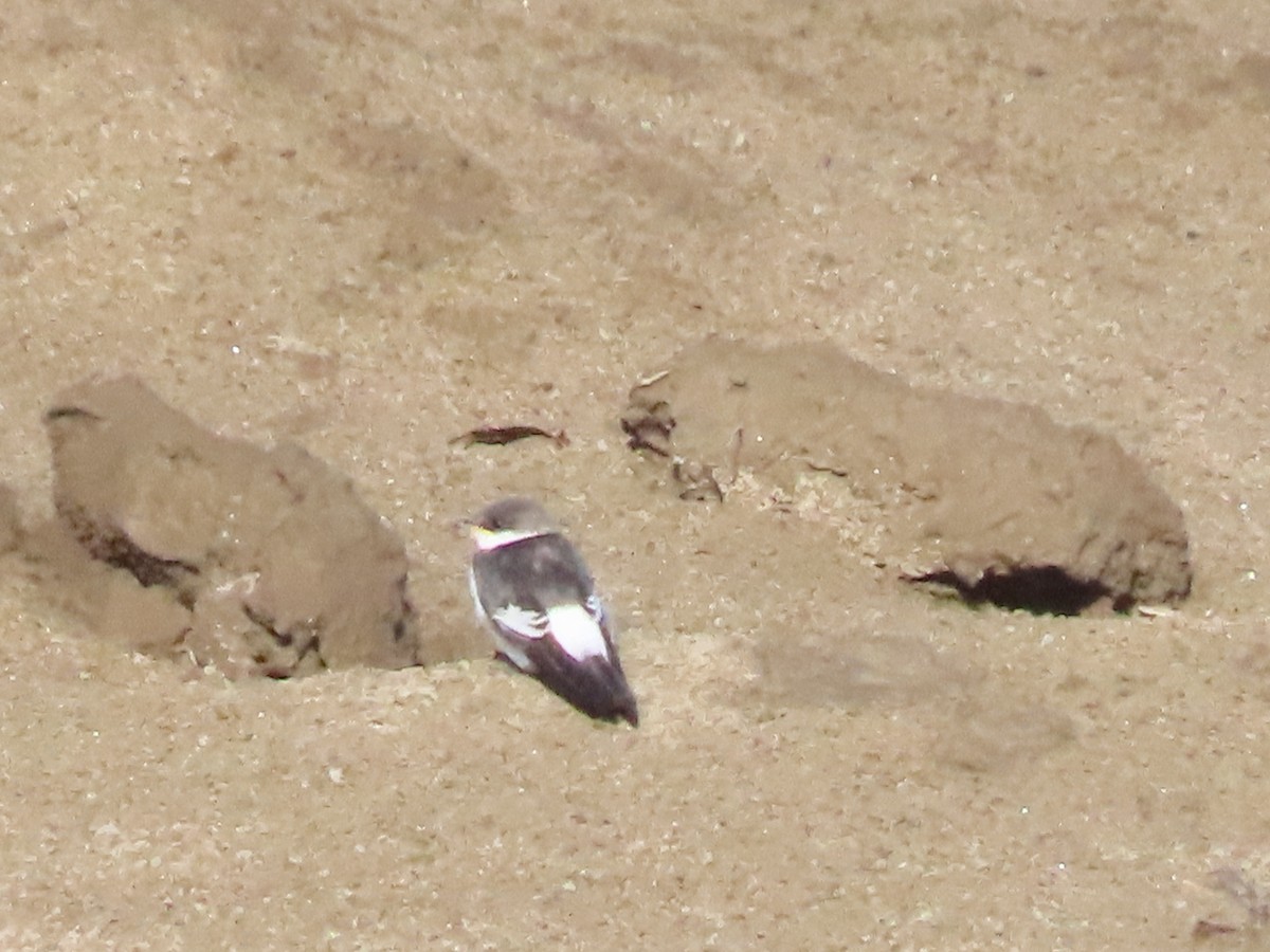 hvitbremsvale - ML646789122