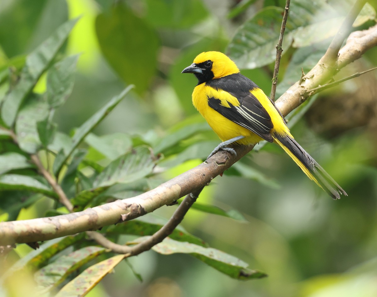 Yellow-tailed Oriole - ML646789125