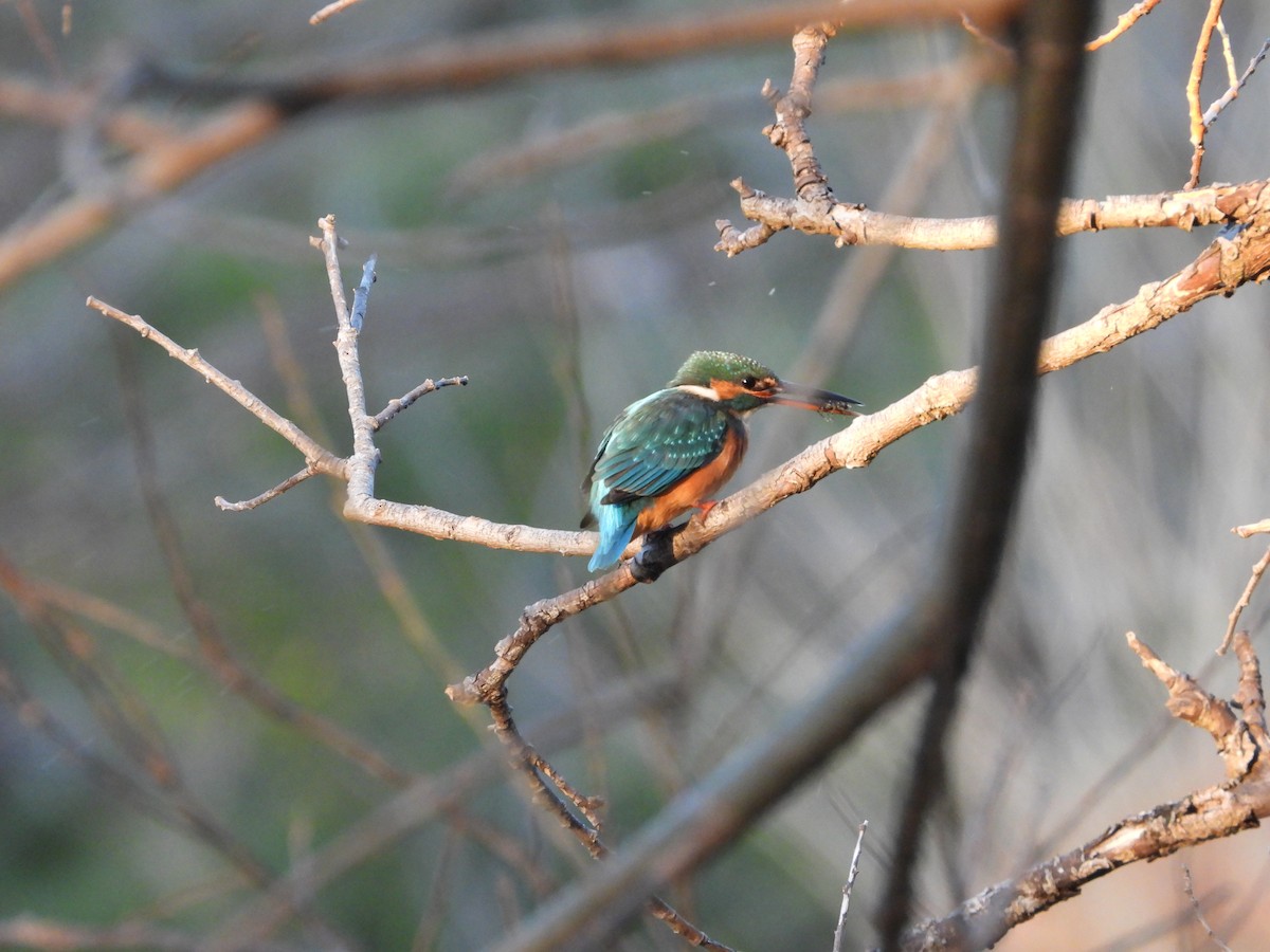 isfugl - ML646789127