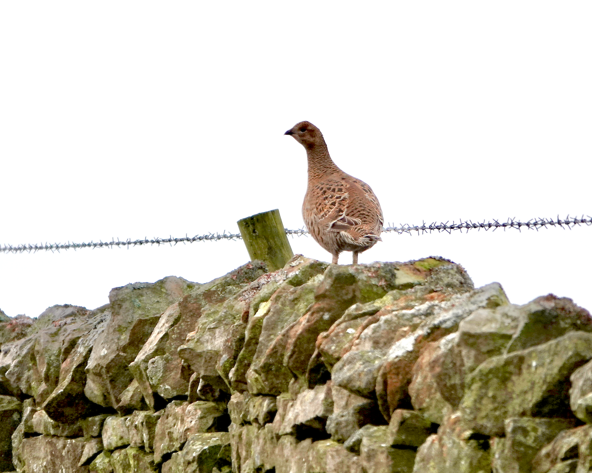 Black Grouse - ML646789129