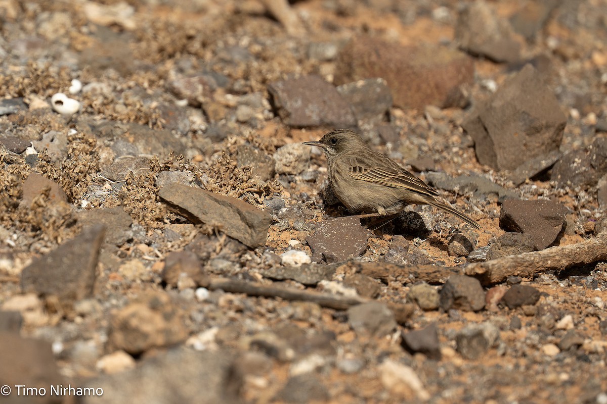 Berthelot's Pipit - ML646789131