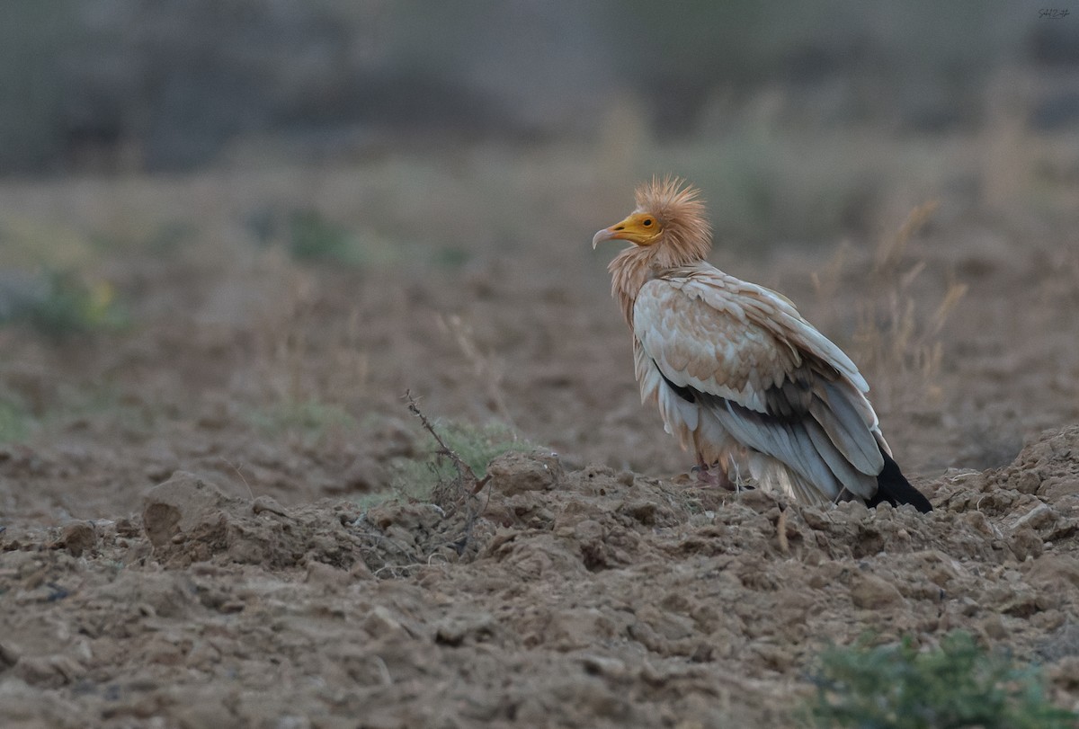 åtselgribb - ML646789133