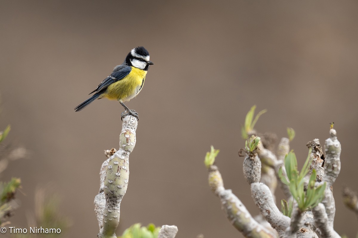 African Blue Tit - ML646789138