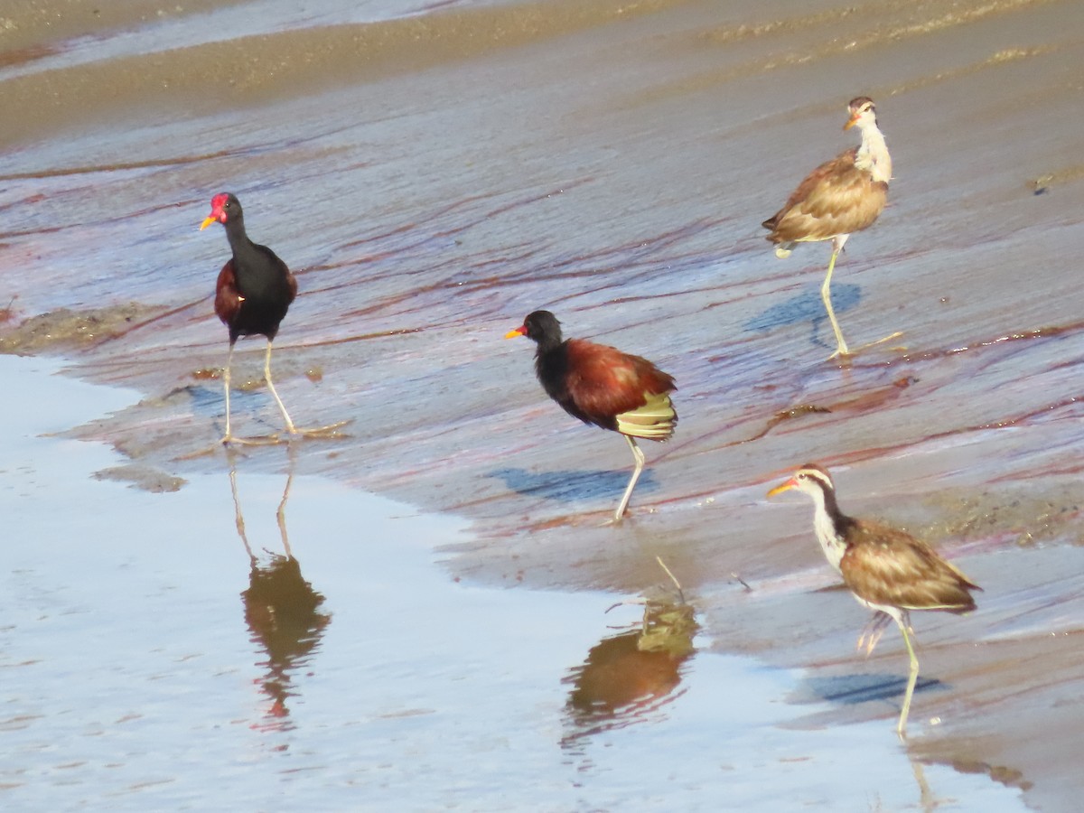 rødflikbladhøne - ML646789139