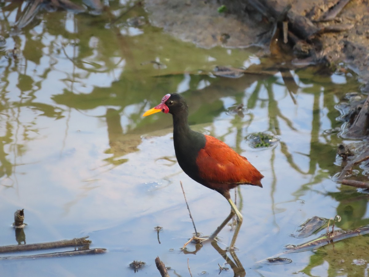 rødflikbladhøne - ML646789140