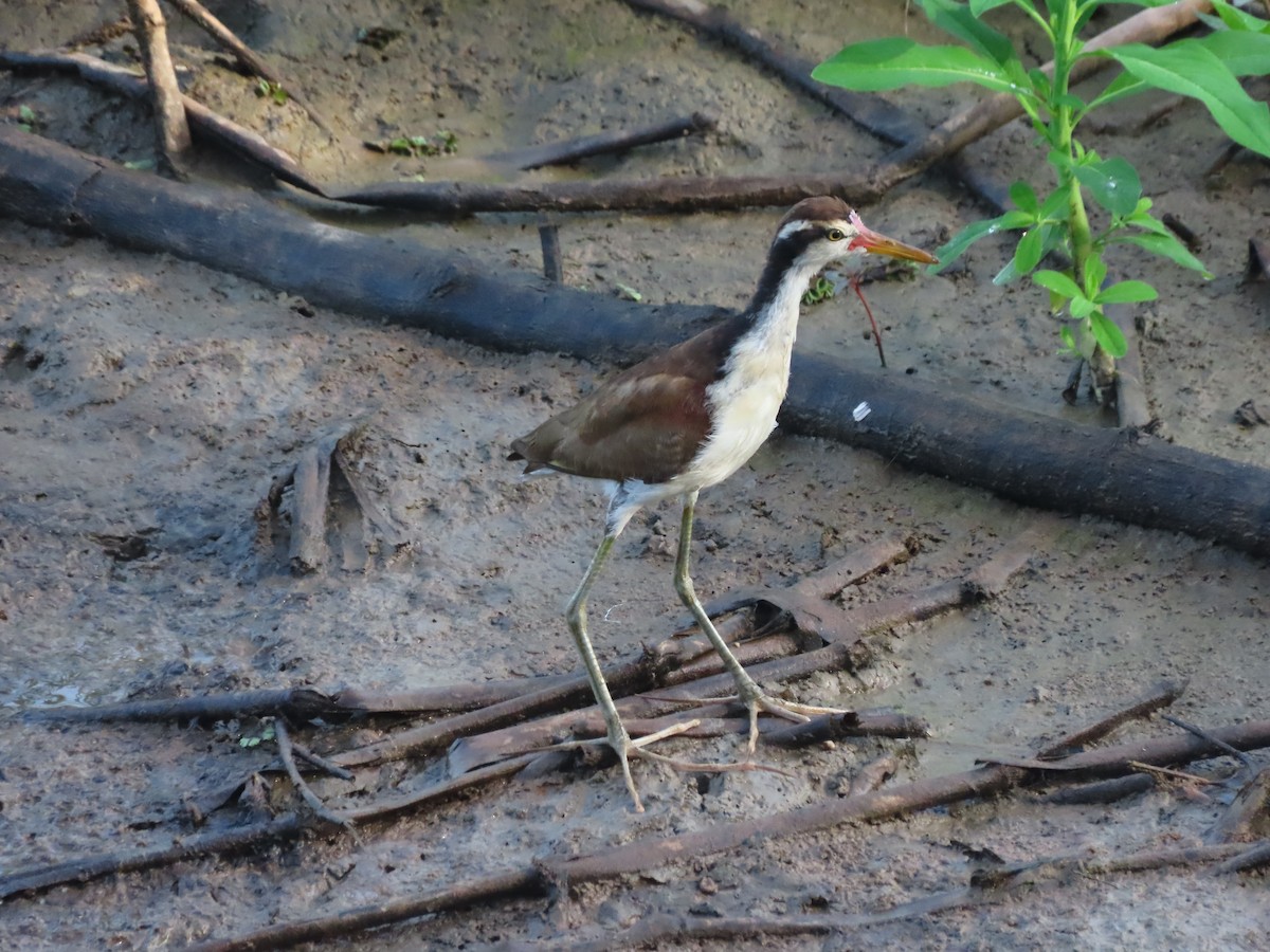 rødflikbladhøne - ML646789141