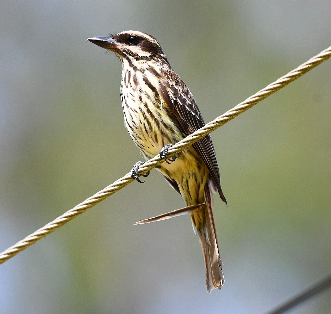 Streaked Flycatcher - ML646789142