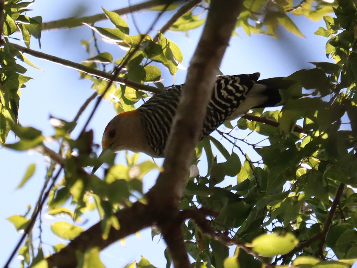 Golden-fronted Woodpecker - ML646789143