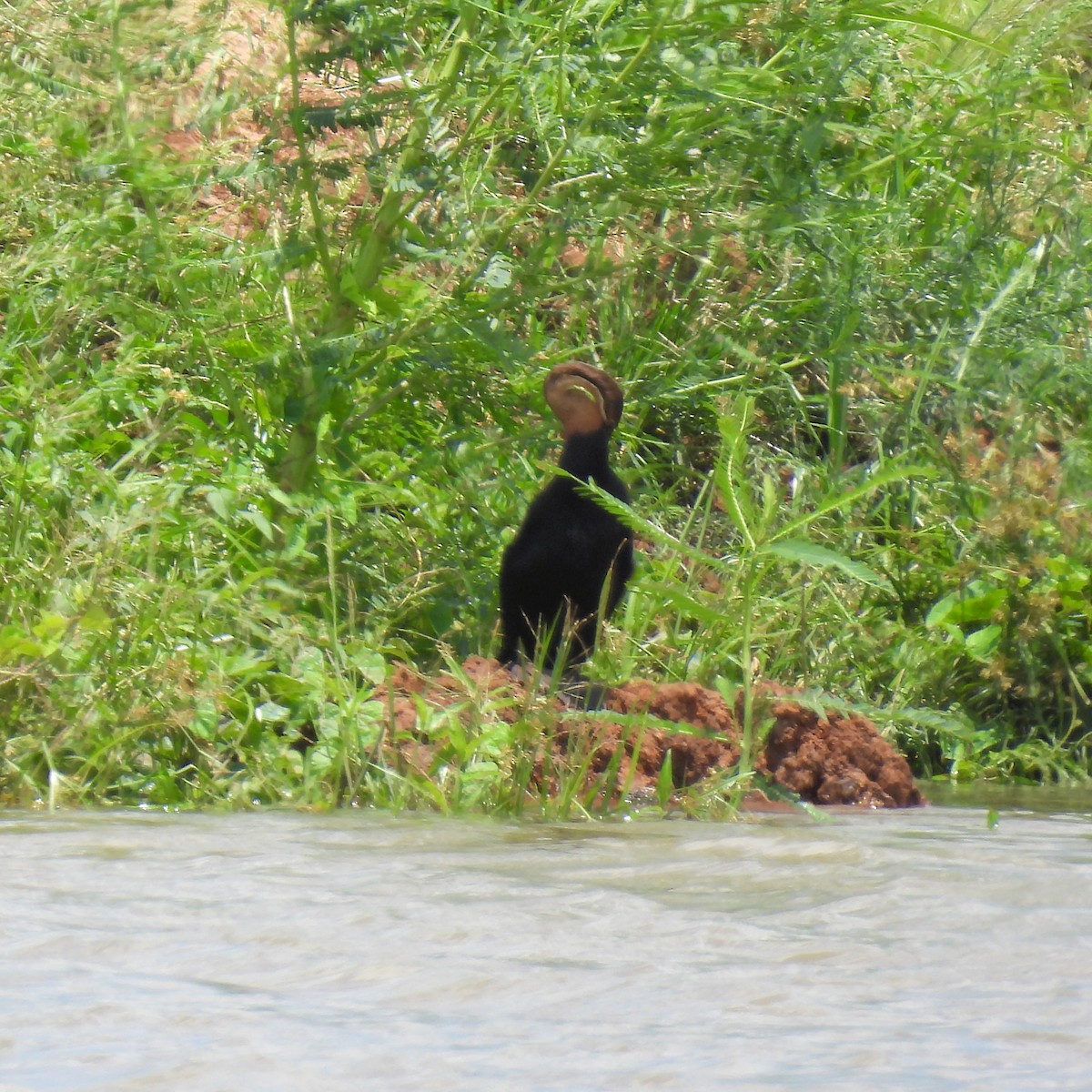 African Darter - ML646789144