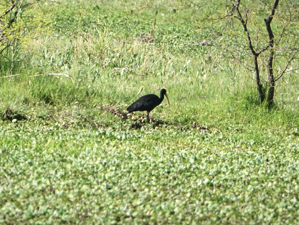 Bare-faced Ibis - ML646789146