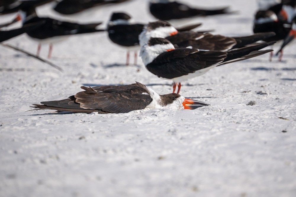 Black Skimmer - ML646789147