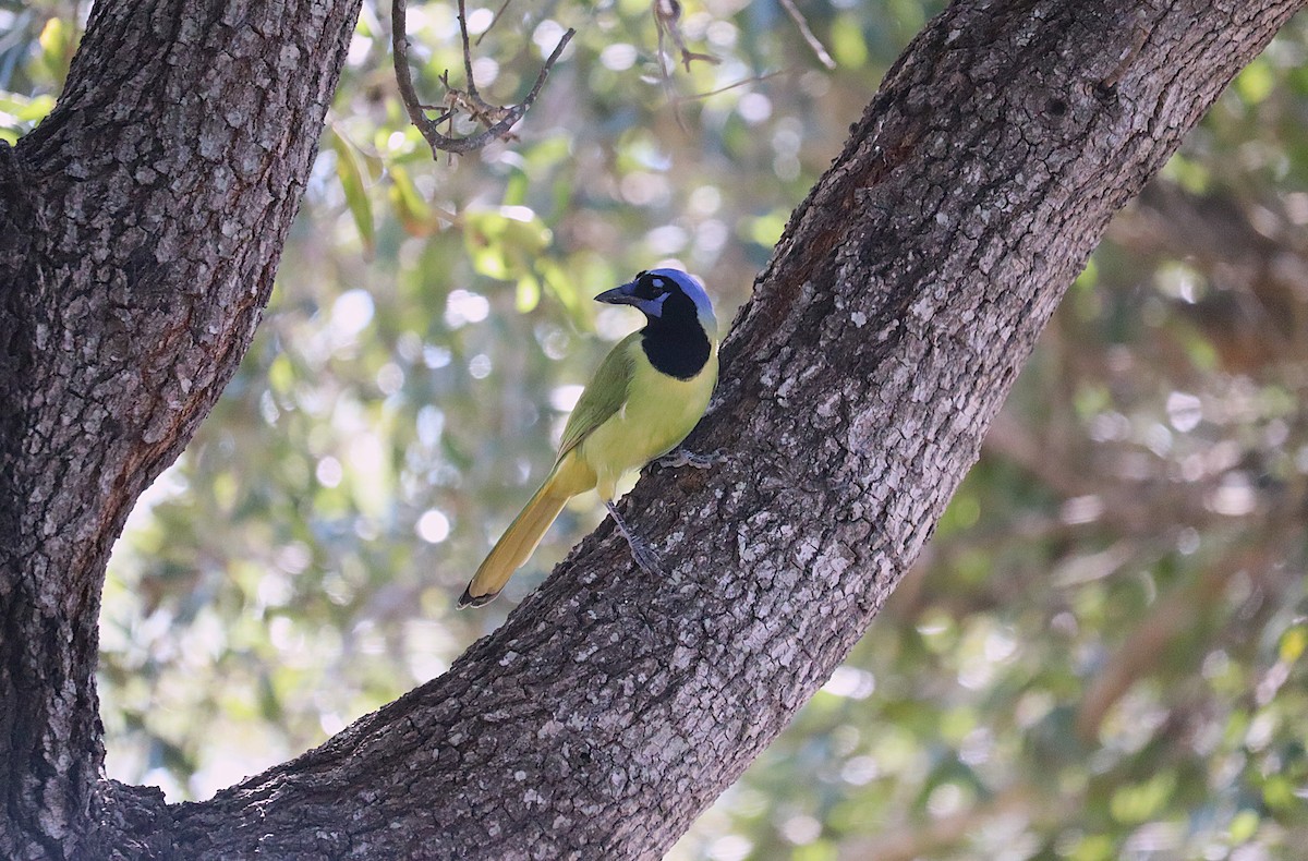 Green Jay - ML646789151