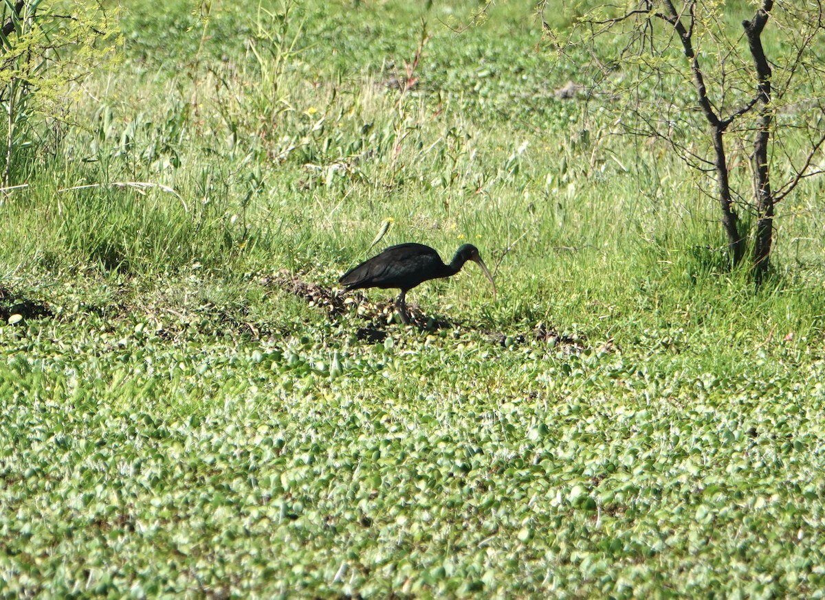 Bare-faced Ibis - ML646789152