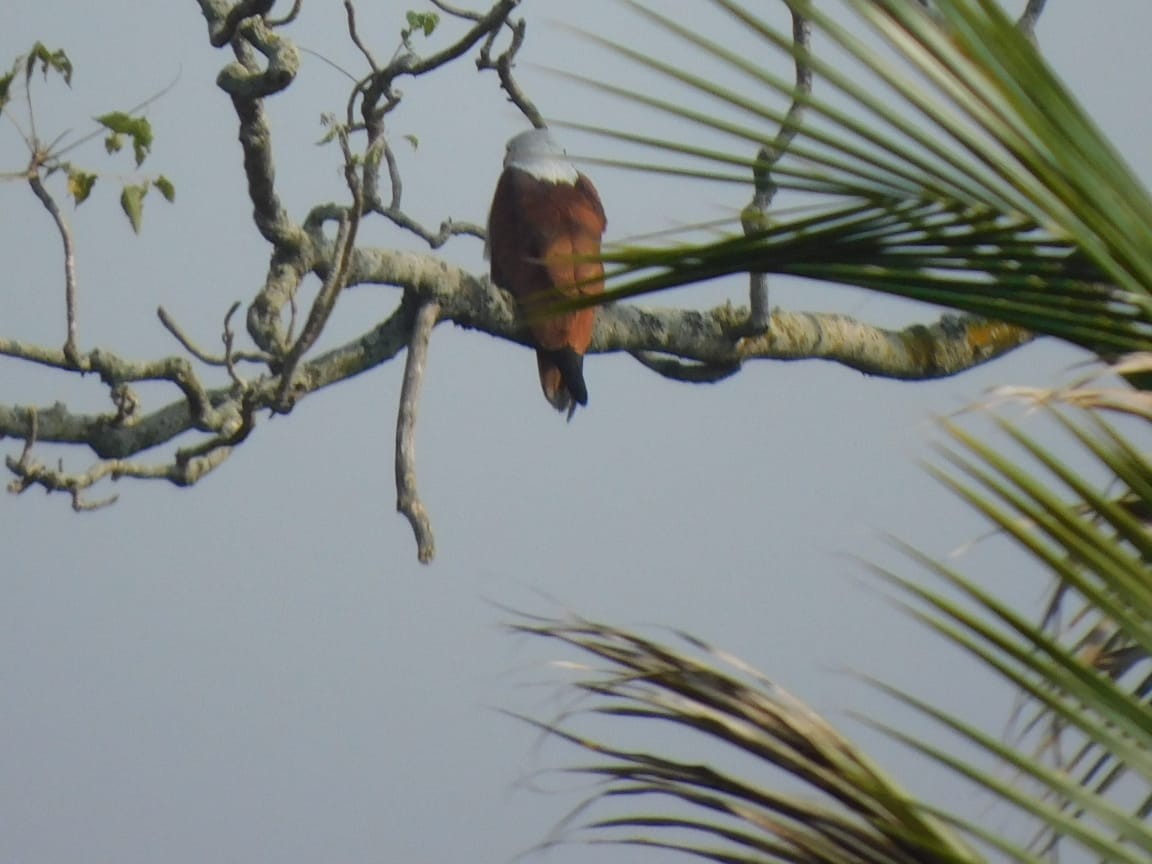 Brahminy Kite - ML646789153
