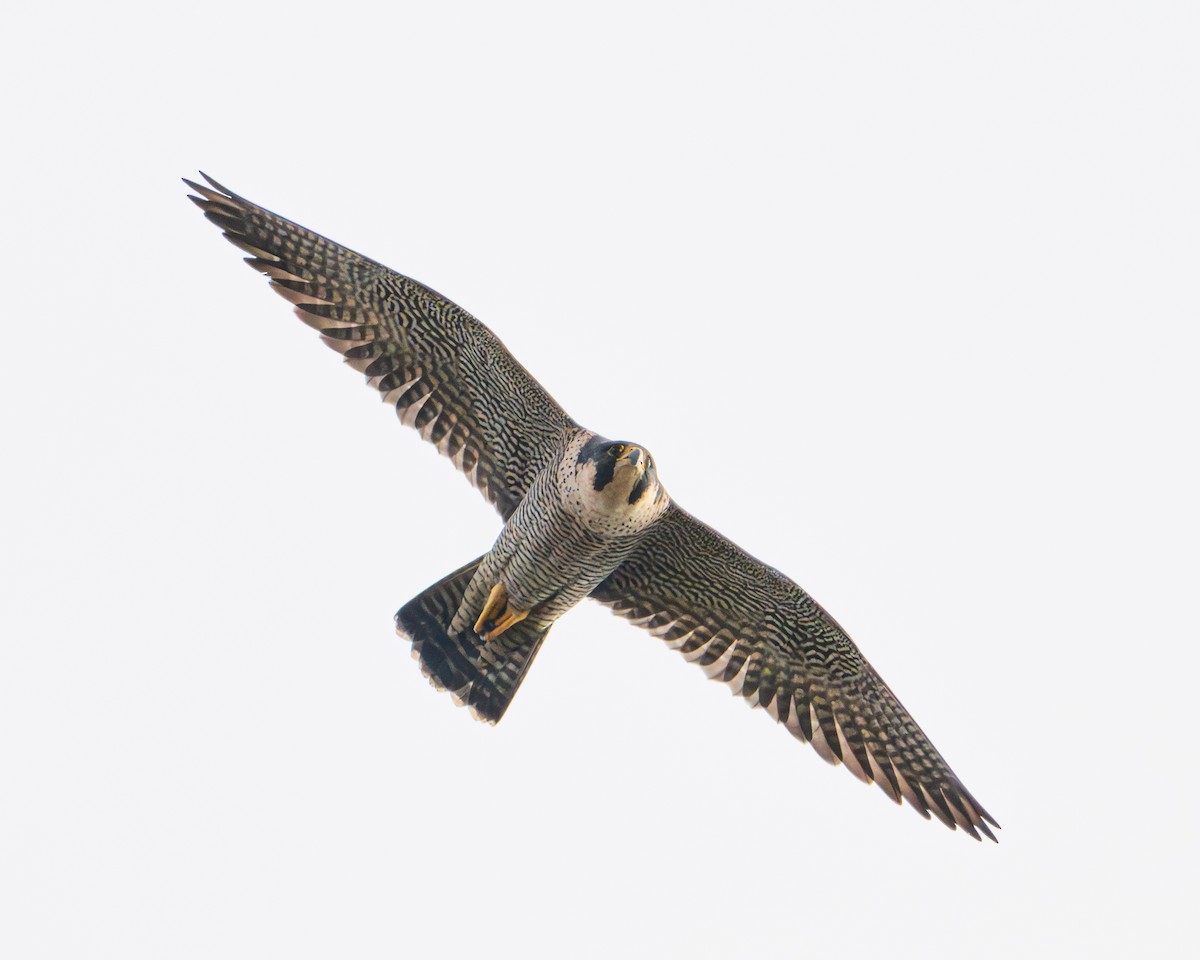 Belatz handia - ML646789154