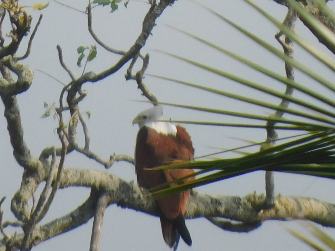 Brahminy Kite - ML646789155