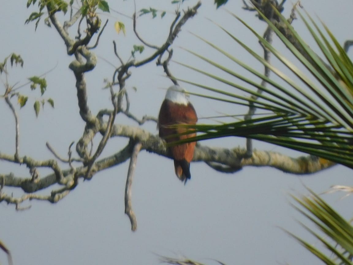 Brahminy Kite - ML646789156