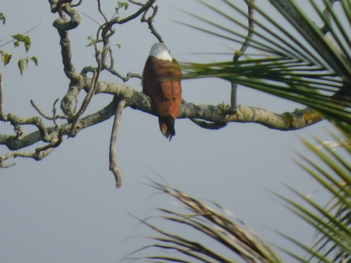 Brahminy Kite - ML646789157