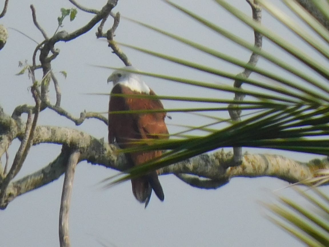 Brahminy Kite - ML646789158