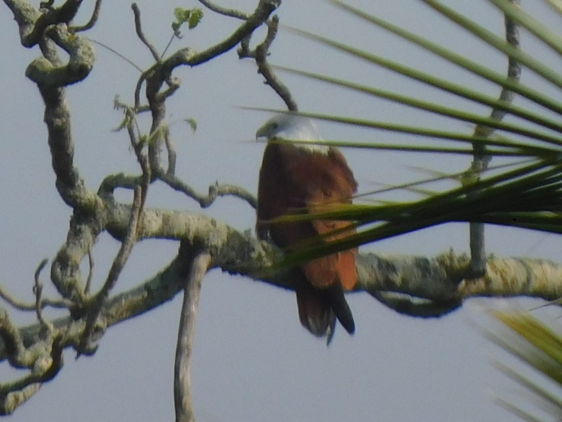 Brahminy Kite - ML646789159