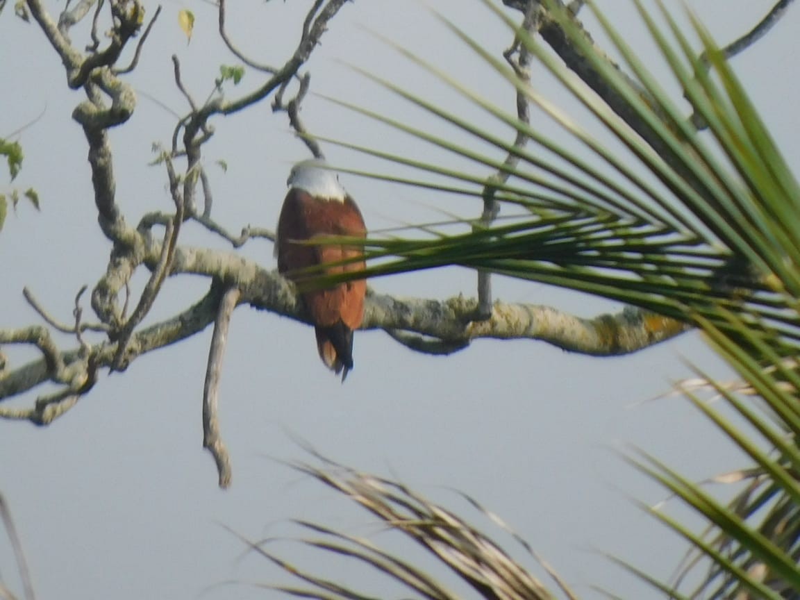 Brahminy Kite - ML646789160
