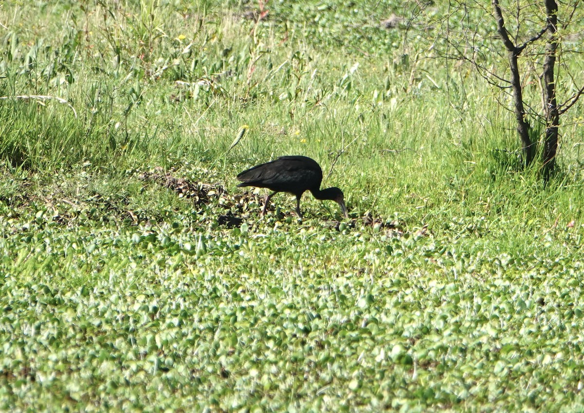 Bare-faced Ibis - ML646789162