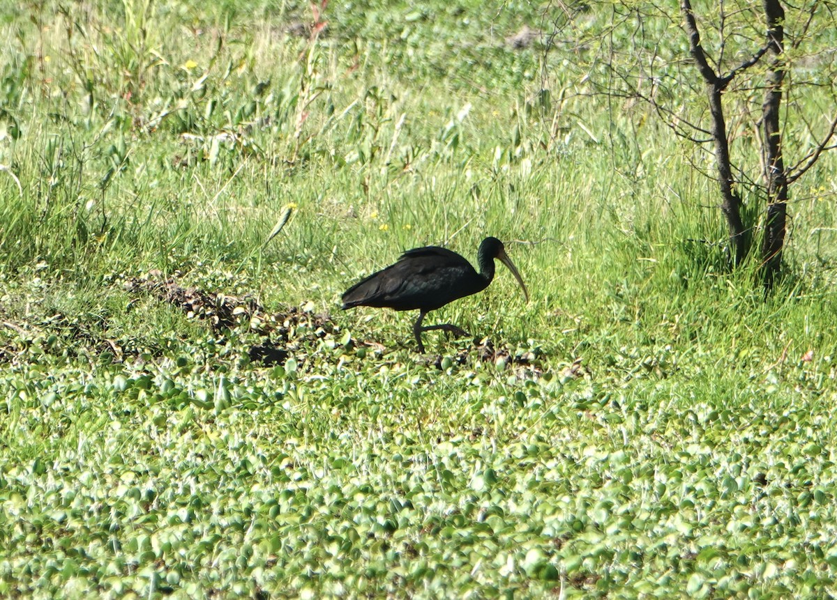 Bare-faced Ibis - ML646789163