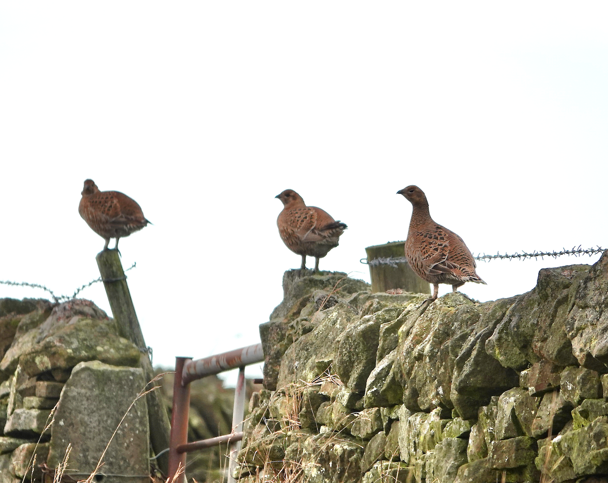 Black Grouse - ML646789164