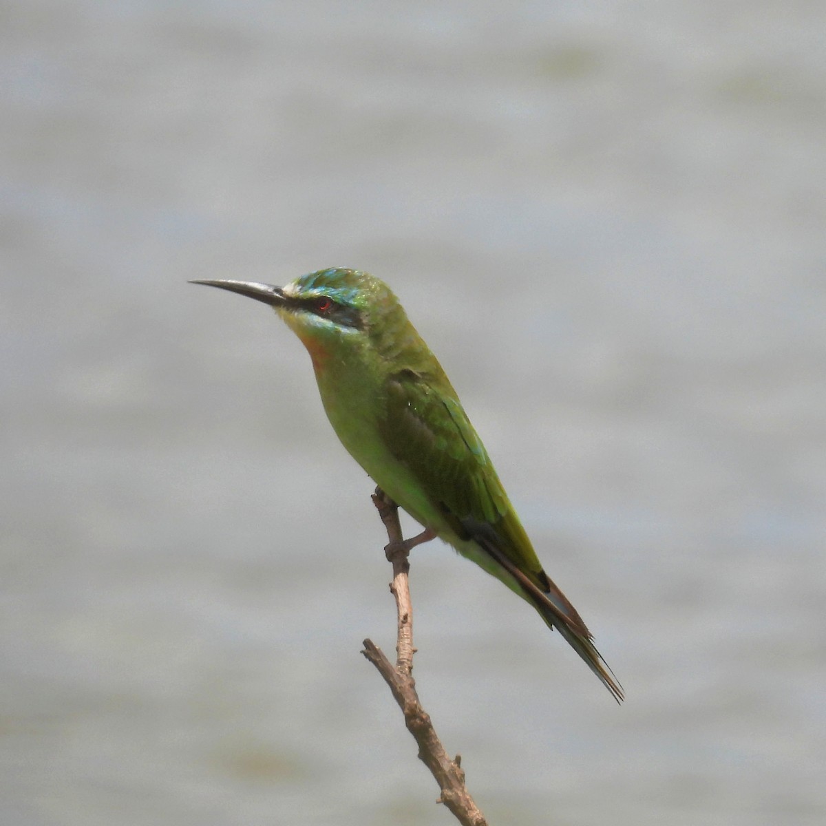 Blue-cheeked Bee-eater - ML646789169