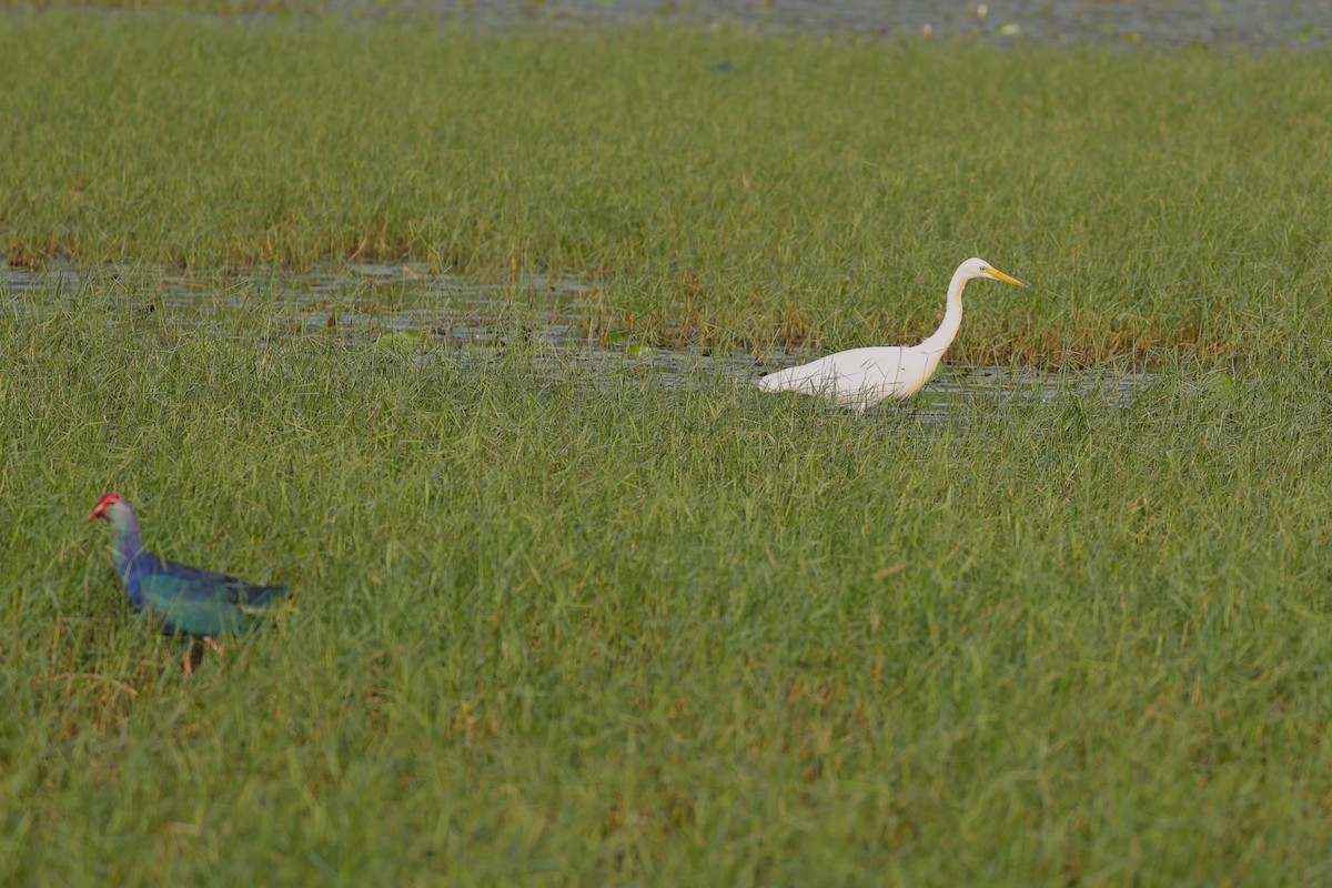 Great/Medium Egret - ML646789170