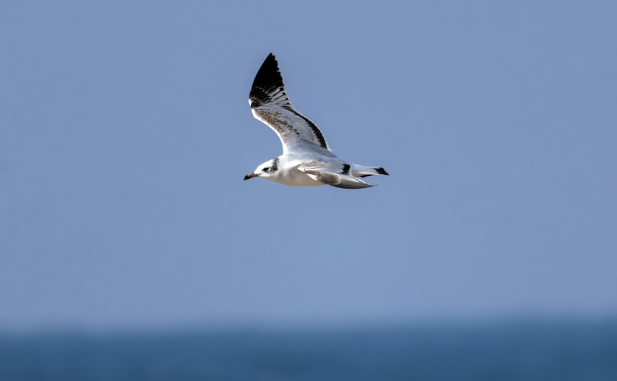 Mediterranean Gull - ML646789171