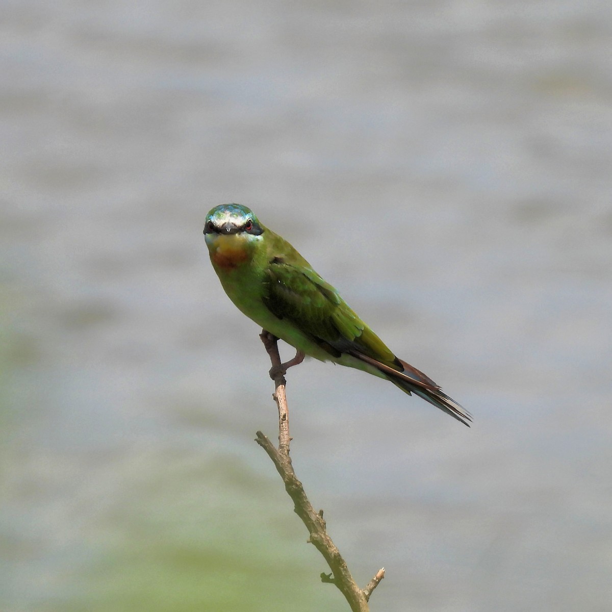 Blue-cheeked Bee-eater - ML646789172