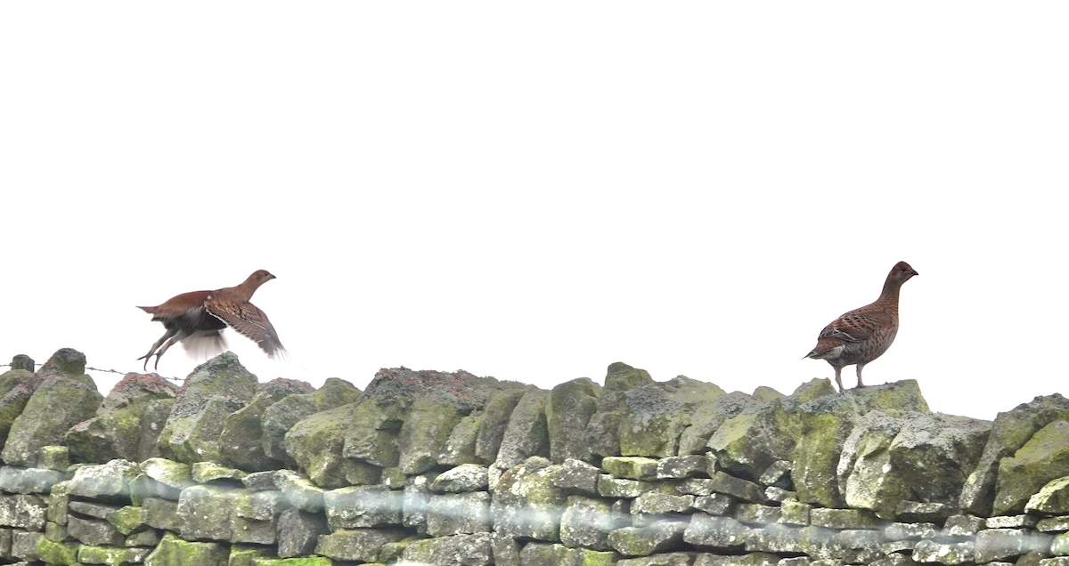 Black Grouse - ML646789184