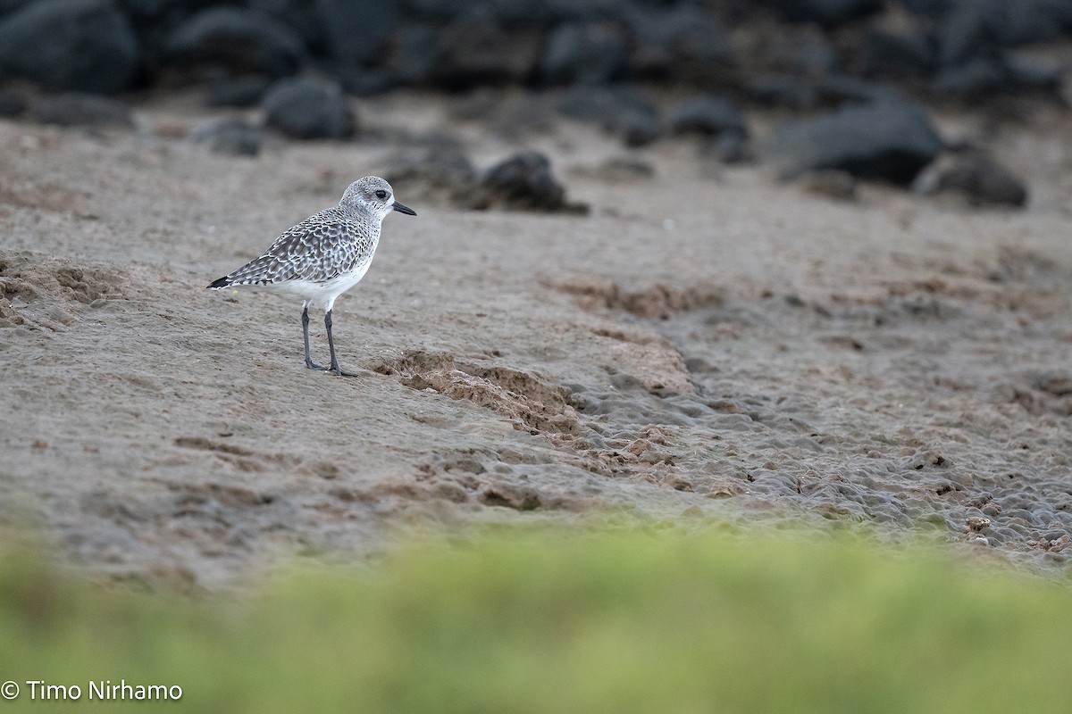 Black-bellied Plover - ML646789207