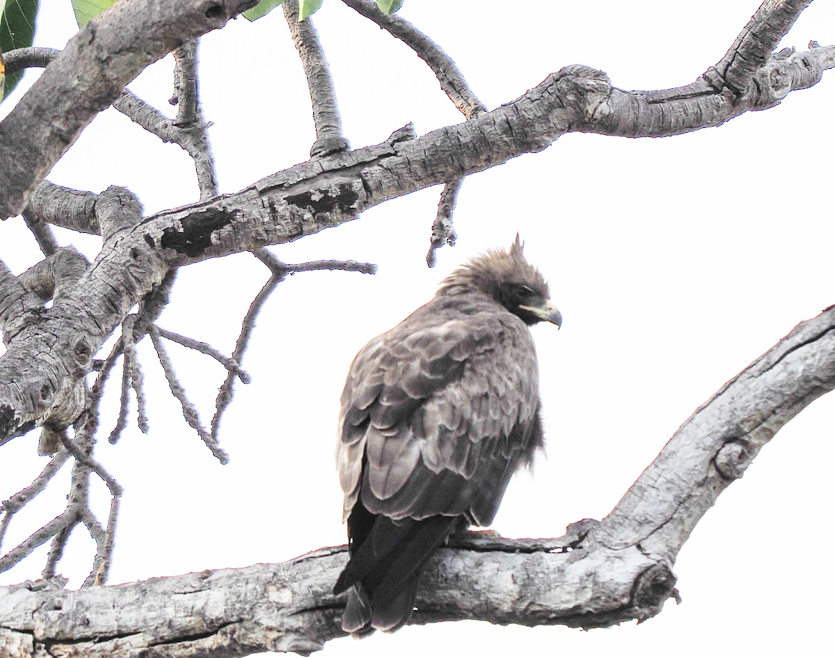 Wahlberg's Eagle - ML646789208