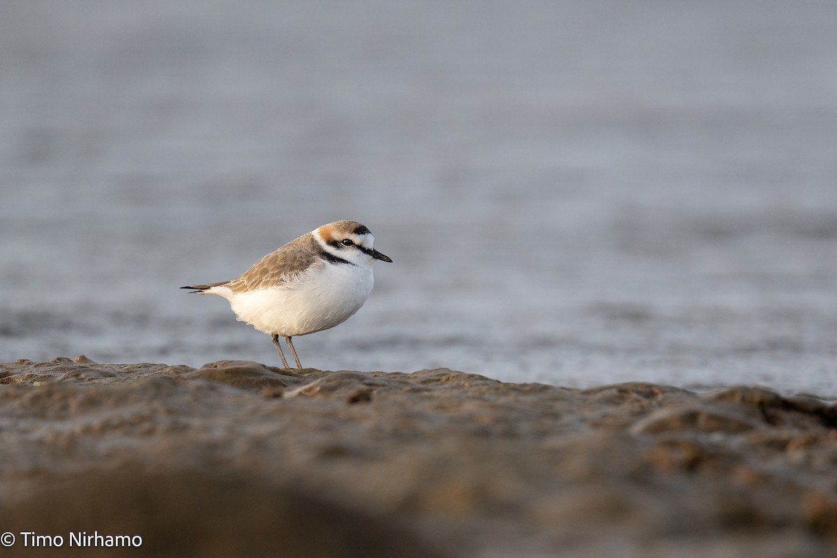 Kentish Plover - ML646789210