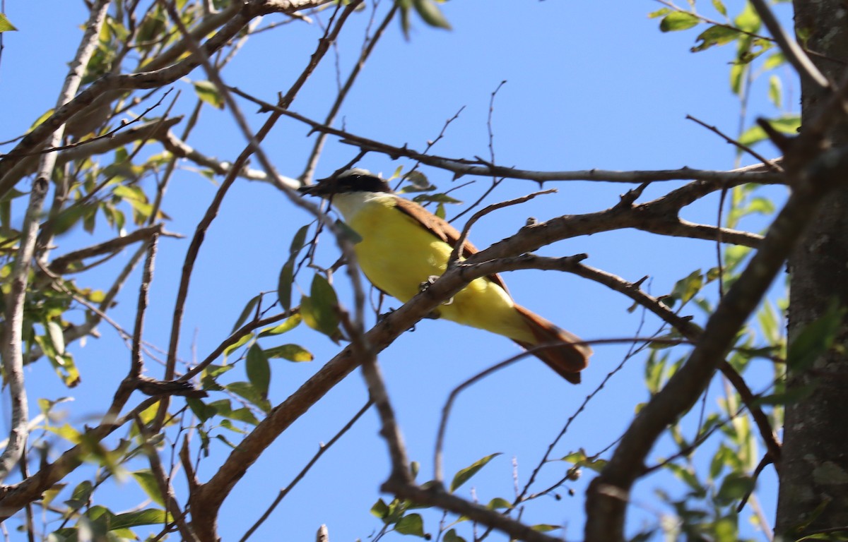 Great Kiskadee - ML646789211