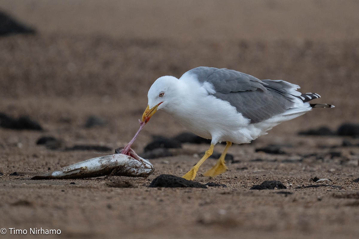 Yellow-legged Gull - ML646789212