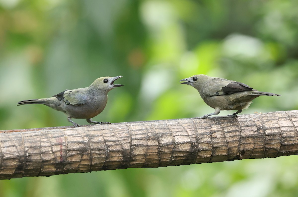 Tangara Palmera - ML646789214