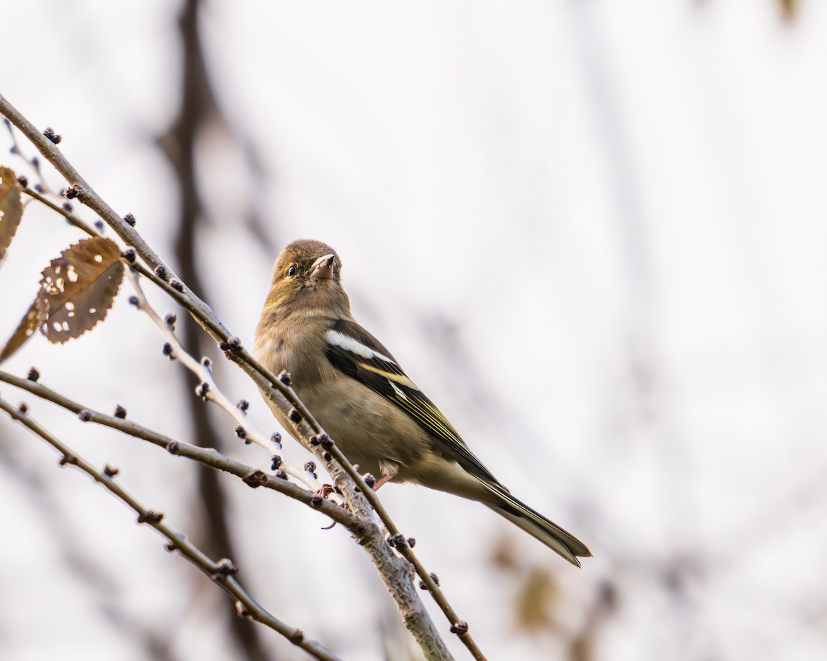 Pinzón Vulgar - ML646789216