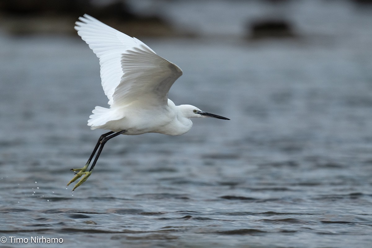 Garceta Común - ML646789218