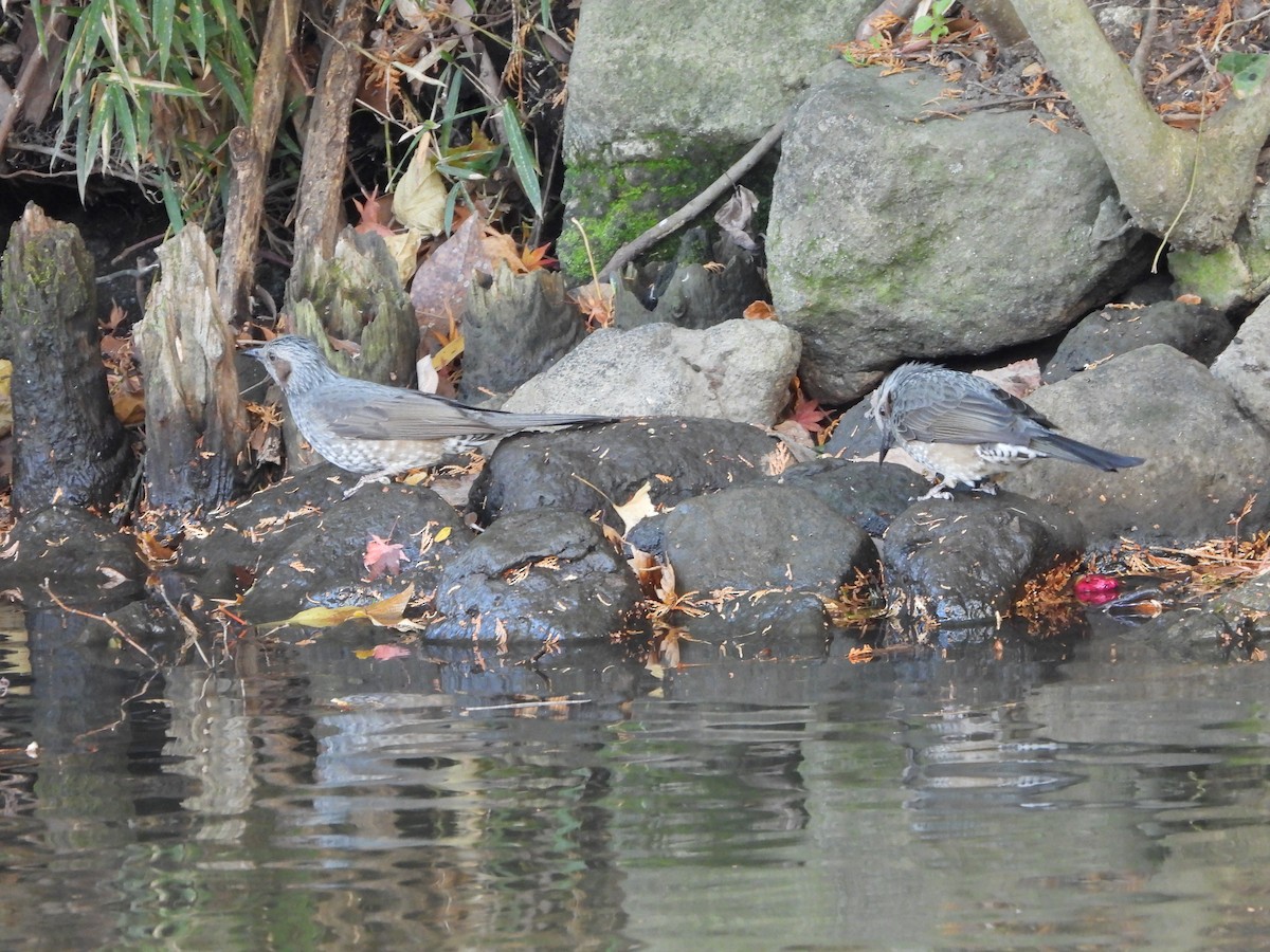 brunørebylbyl - ML646789219