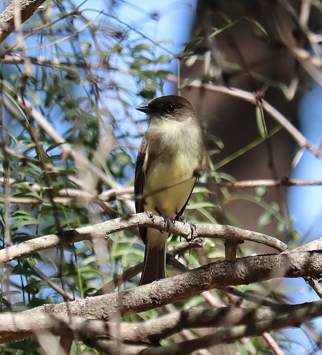 gråfibi - ML646789220