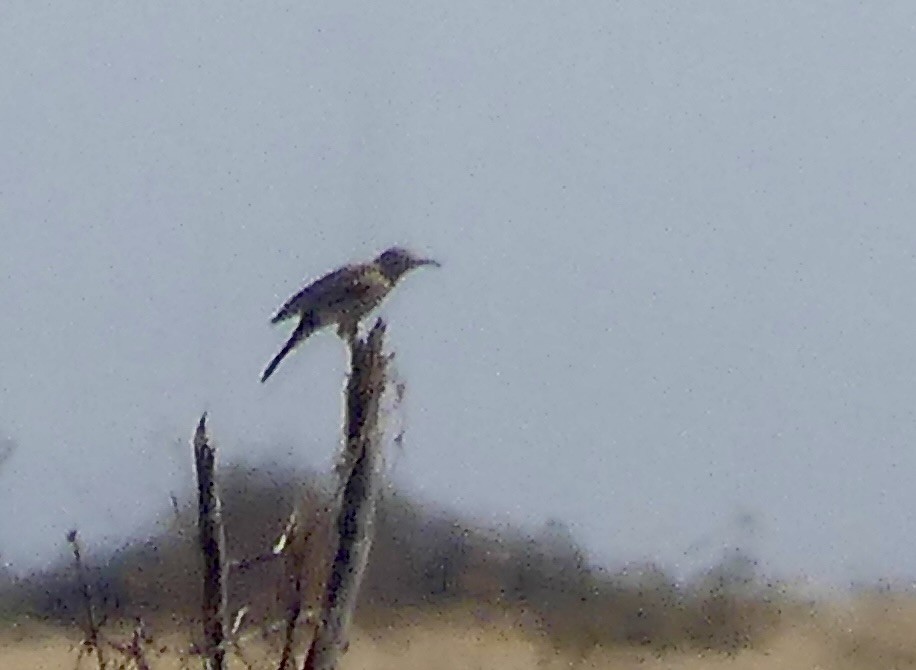 khoisanlerke (benguelensis/kaokoensis) - ML646789221