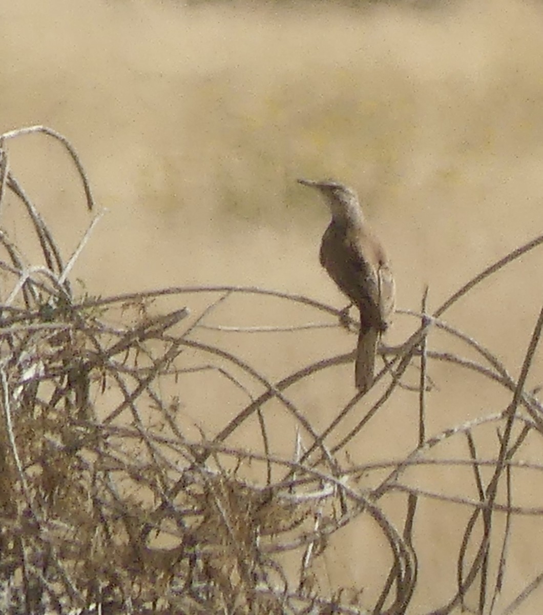 khoisanlerke (benguelensis/kaokoensis) - ML646789222