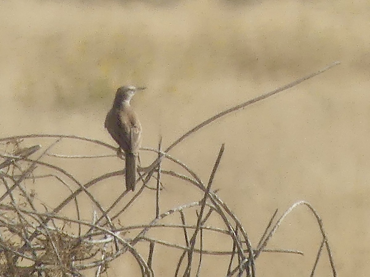 khoisanlerke (benguelensis/kaokoensis) - ML646789223