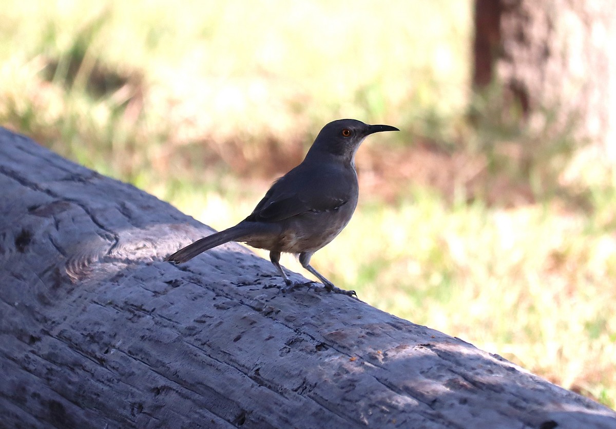 kaktusspottefugl - ML646789224