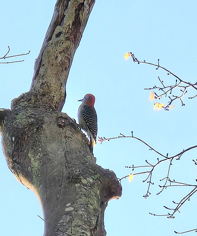 lundspett - ML646789226