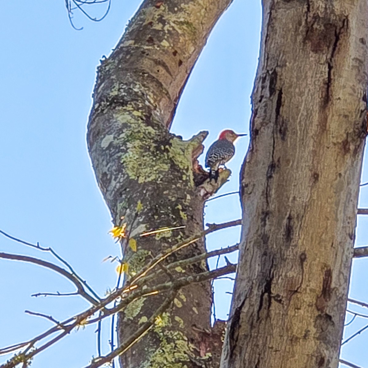 lundspett - ML646789227